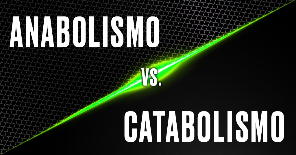 ANABOLISMO Y CATABOLISMO ¿QUÉ SON?