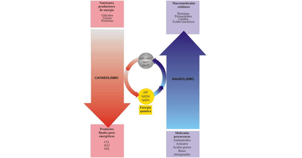 anabolismo-y-catabolismo-que-son
