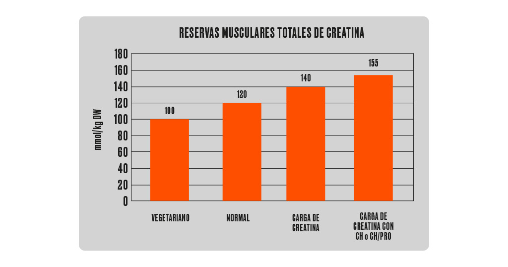 infisport-blog-creatina